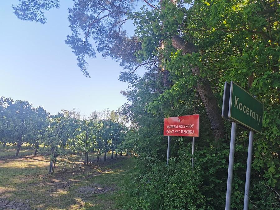 Rezerwat przyrody Lęgacz nad Jeziorką w Koceranach
