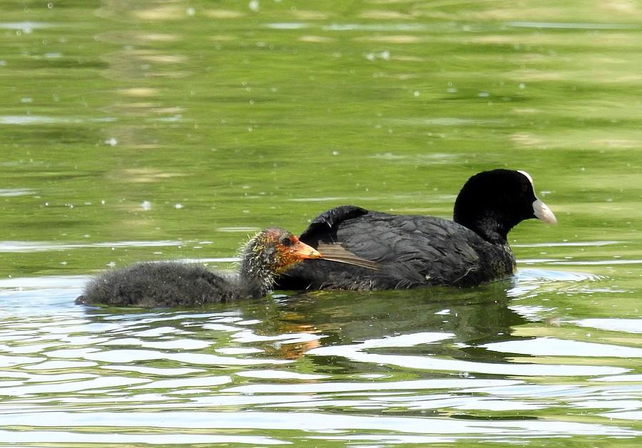 Mała łyska podąża za rodzicem