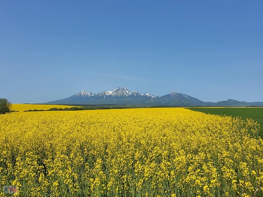 Tatry widziane z okolic Białej Spiskiej