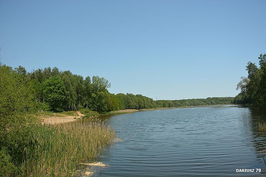Rogożnik