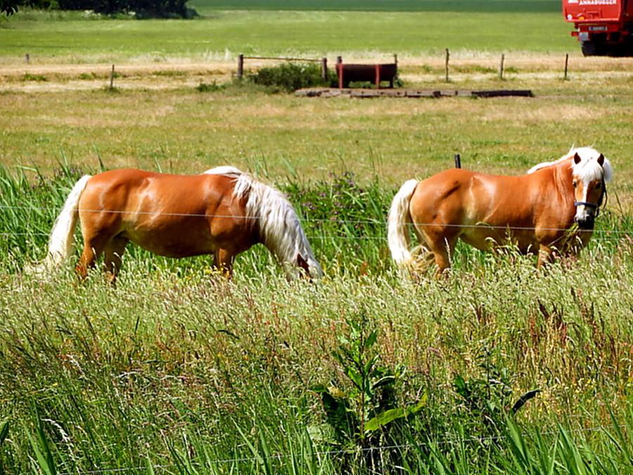 Dorodne konie spod Grunhof