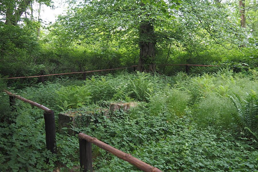 Lubno, cmentarzyk rodowy von Treichelów
