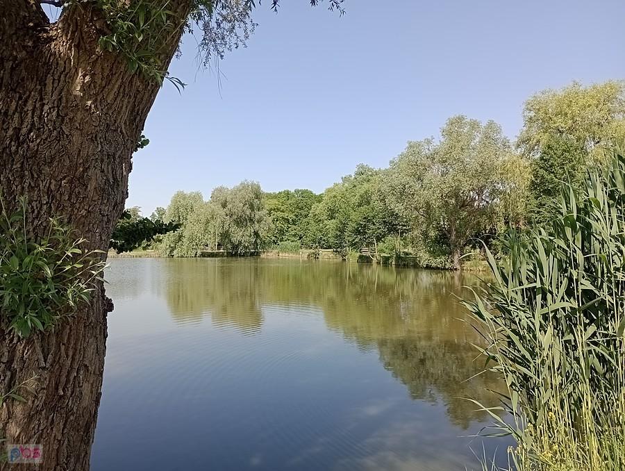 Staw w Zielonkach