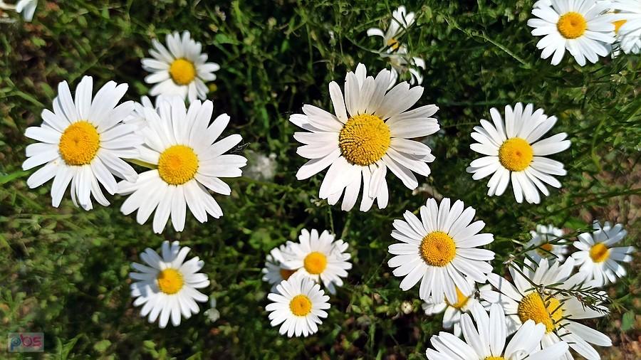 Margerytki na Błoniach Bytomskich