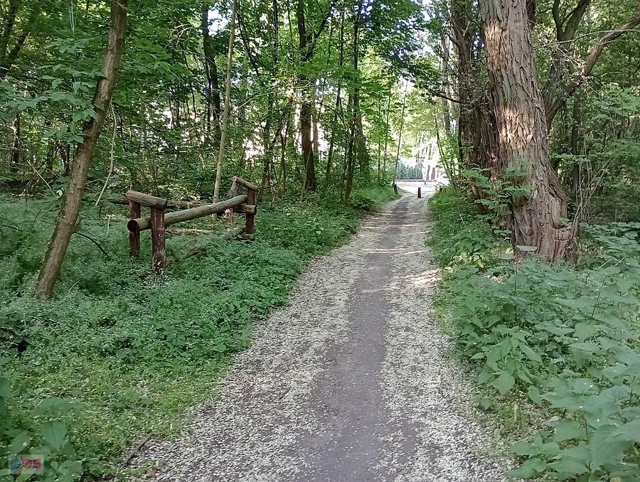 Ścieżka obsypana kwiatami akacji