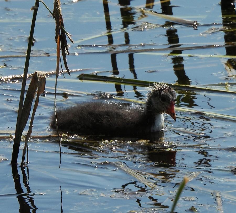 Młodziutka łyska