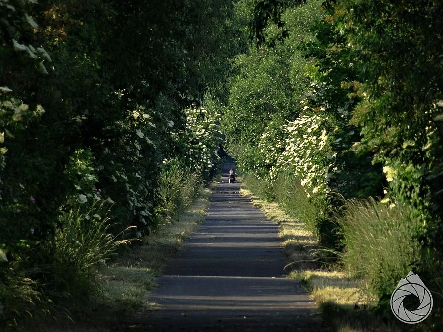 spora prosta w głąb lądu