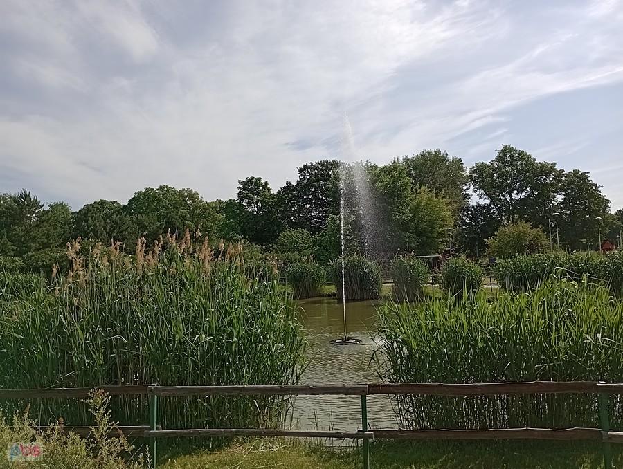 Staw w Borzęcinie
