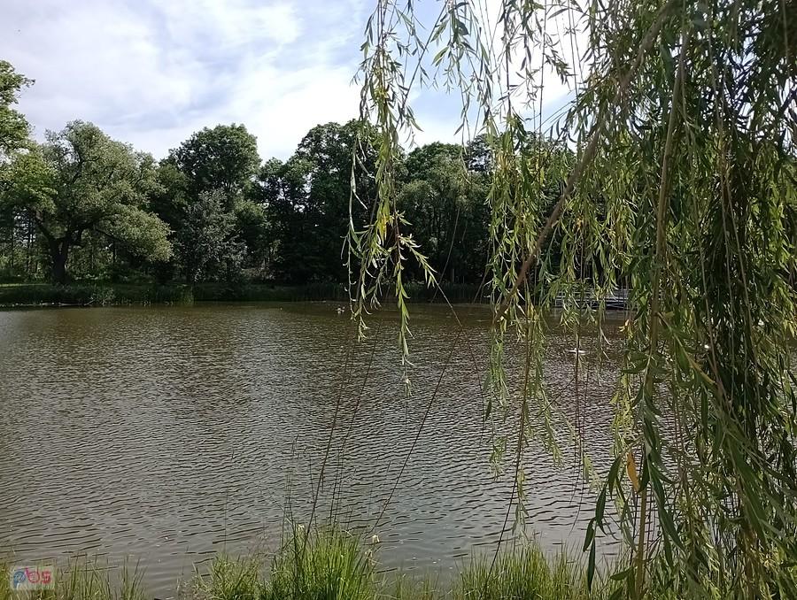 Staw w Ołtarzewie
