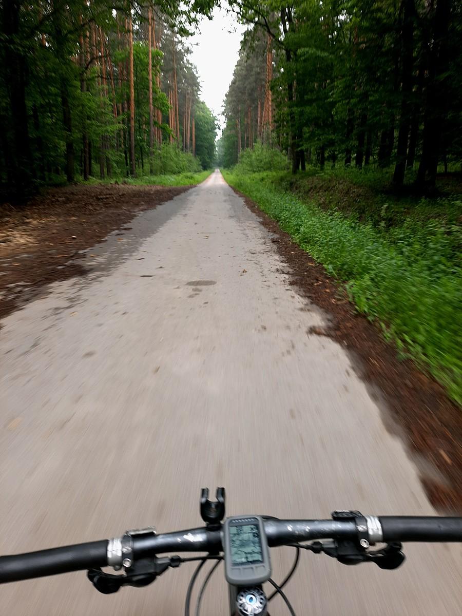 W lesie też bez tłumów.