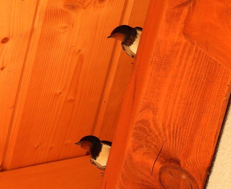 Dymówki pod dachem
