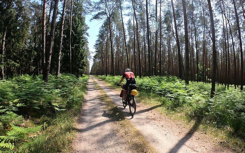 Przed klimatyczny las