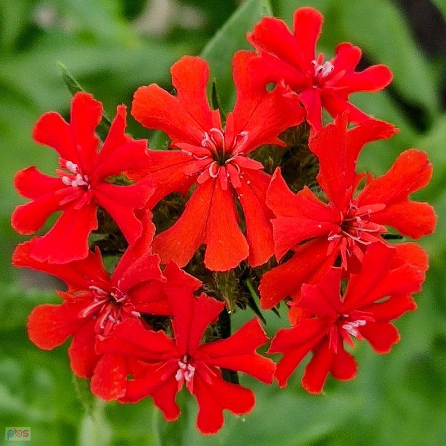 Czerwona czuprynka firletki