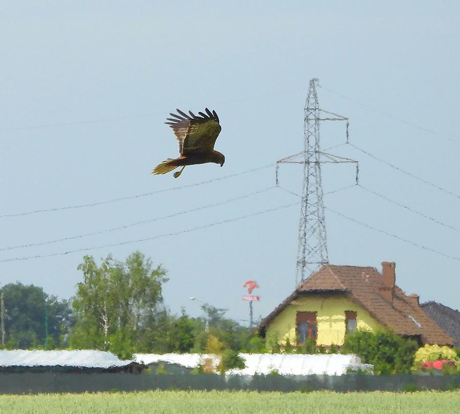 Myszołów nad wsią