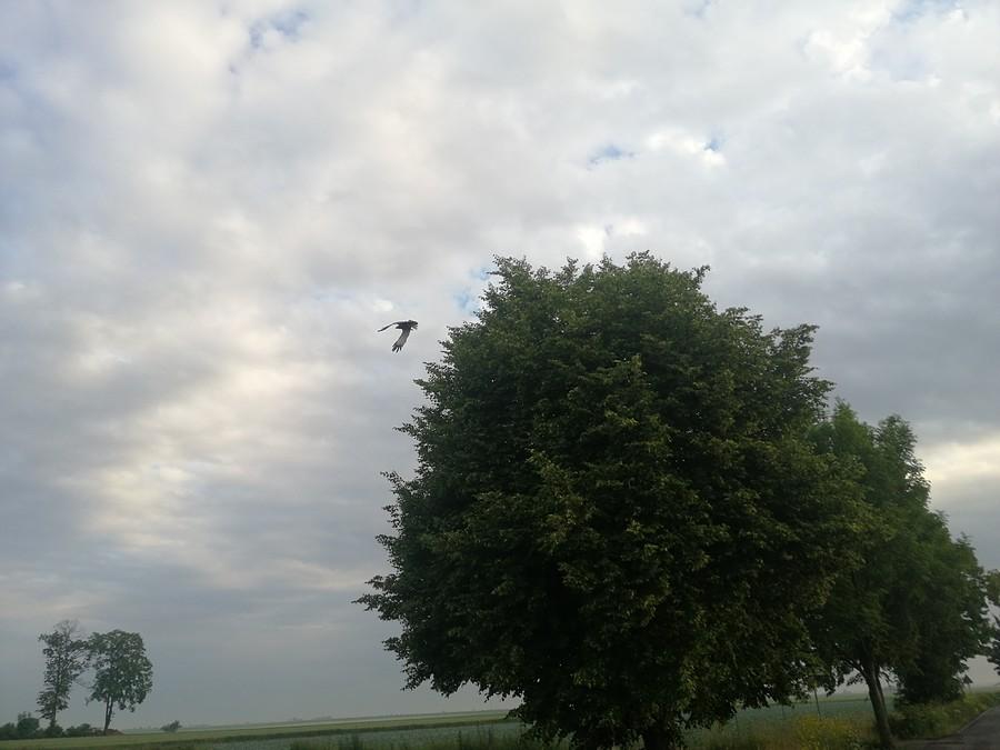 Piękny okaz.
