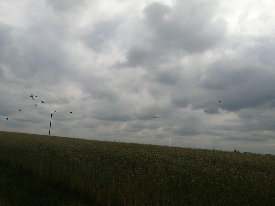 Jadąc wdłuż Warty towarzyszyły mi jaskółki.
