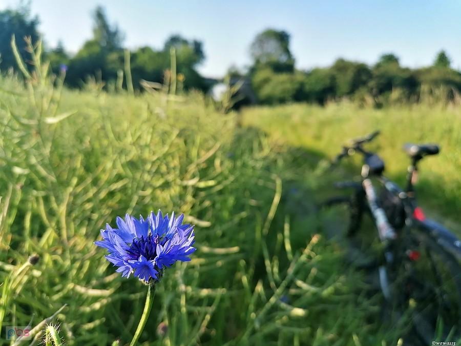 Dygresja florystyczna