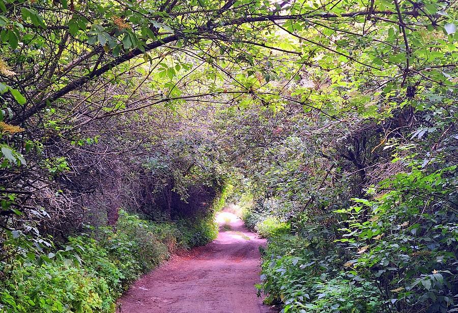 Zielony tunel w Lisówkach