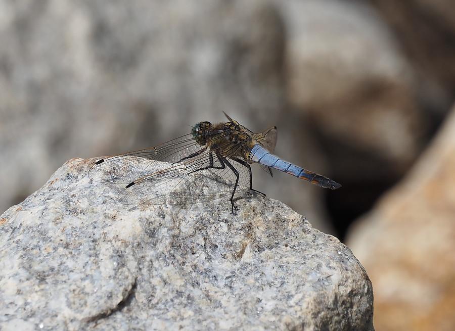 Lecicha pospolita