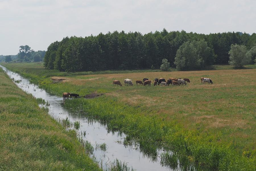 Nad Polką