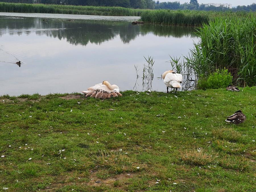 Łabędzia rodzinka.
