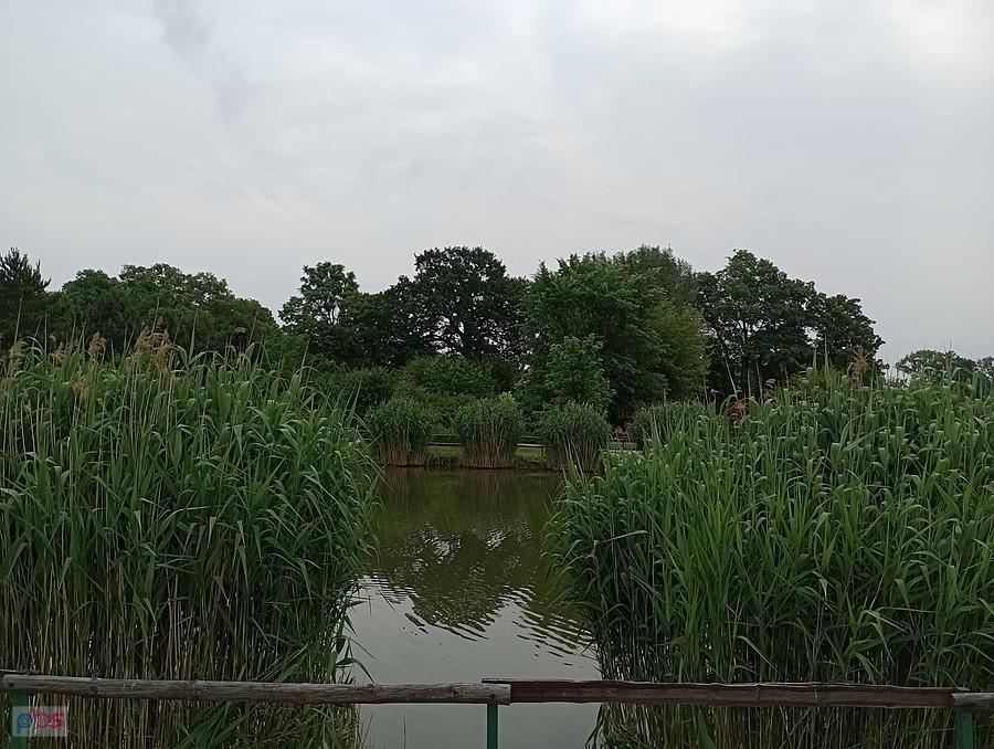 Staw w Borzęcinie
