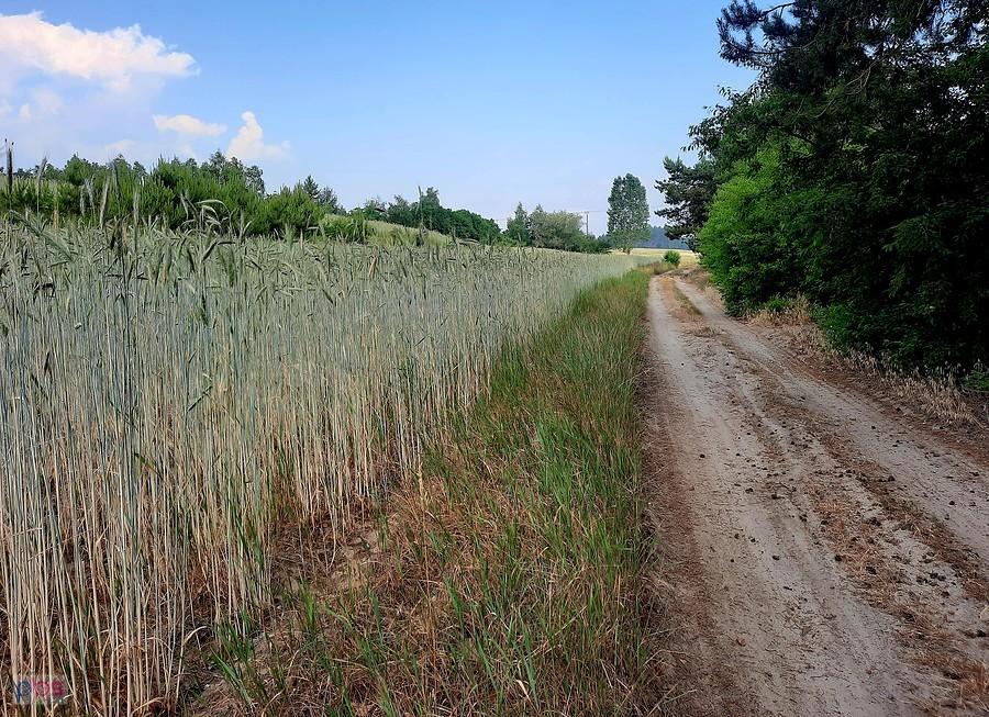 Polna droga. Po co to zboże skoro mamy tyle od sąsiadów ze wchodu??