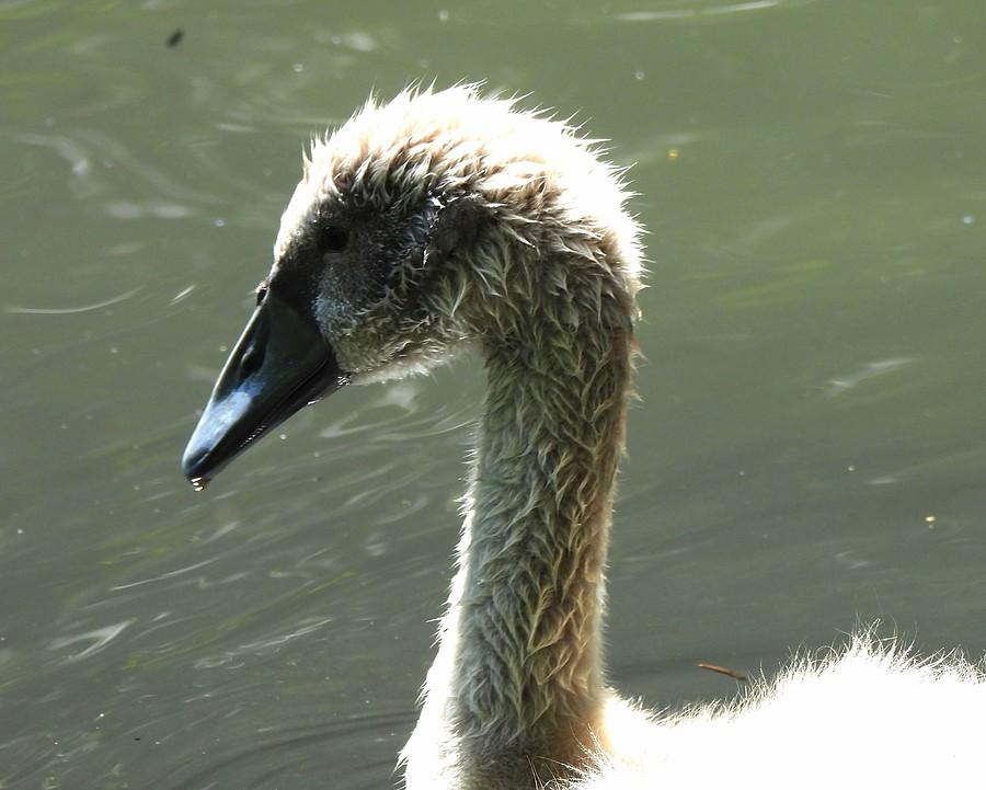 Łabędź-junior