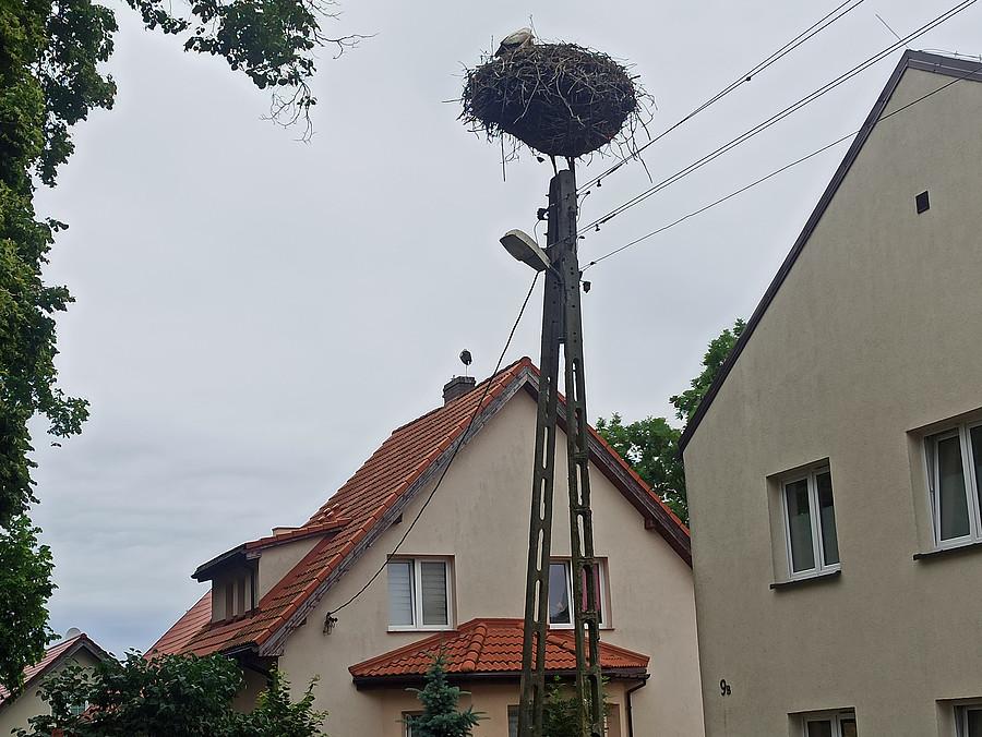 Bociany z Wąwelnicy.