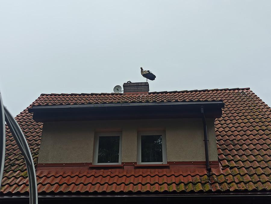 To też bocian z Wąwelnicy obok gniazda.