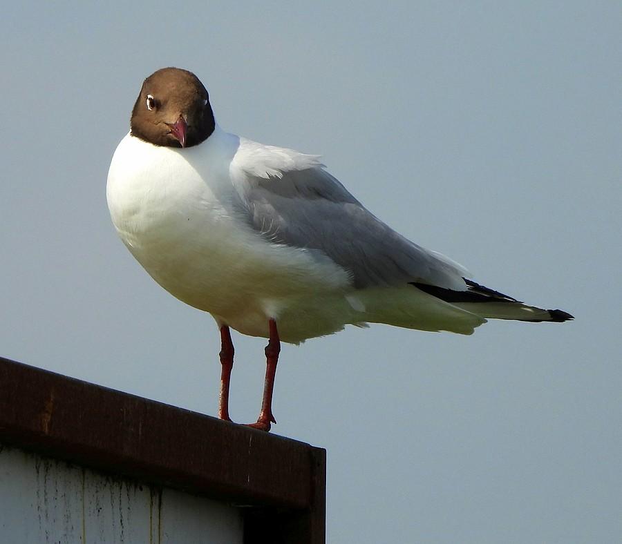 Śmieszka się obudziła