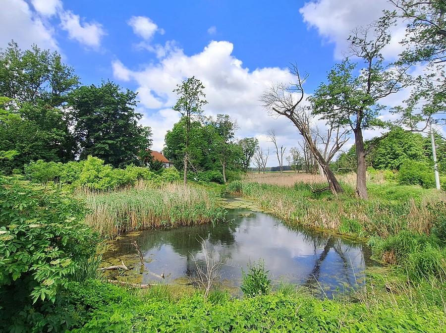 Trzcielińskie bagno