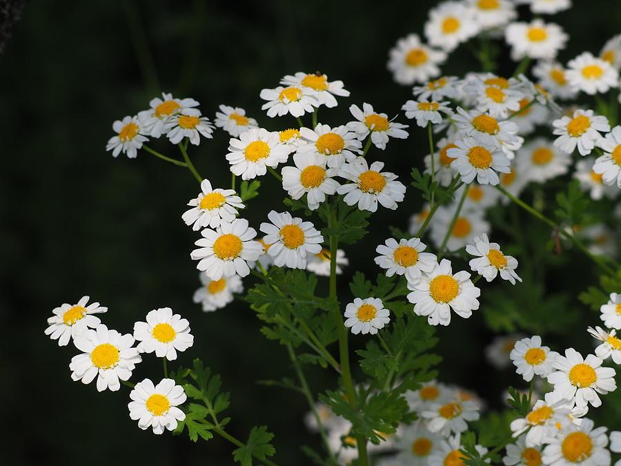 Margaretki