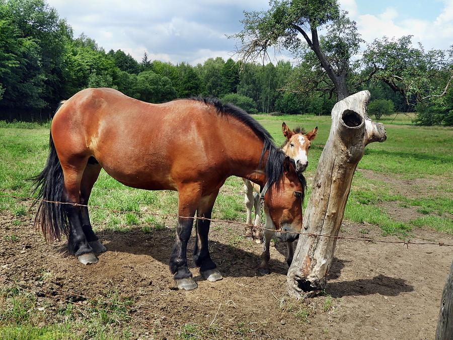 Młody konik z mamusią.