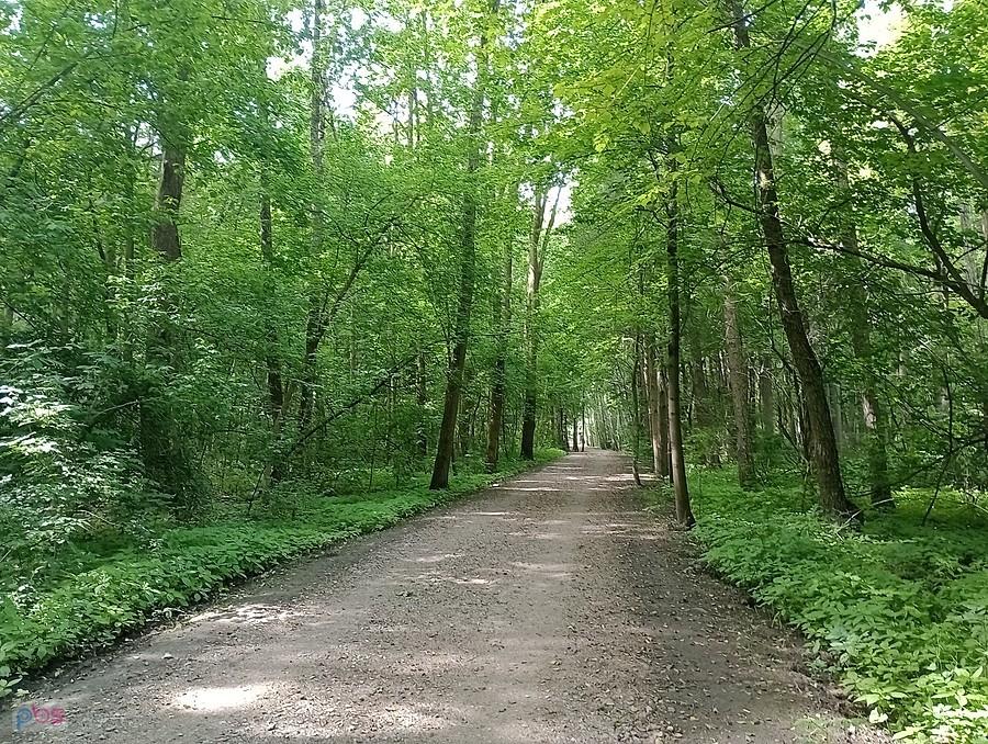 Najpierw przez pola, potem przez las