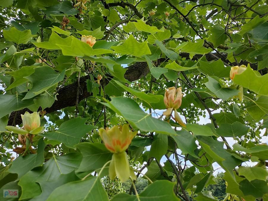 Spóźniony na tulipanowce