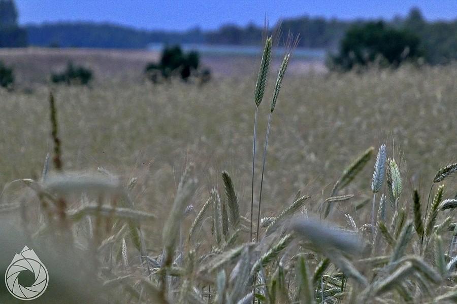 zboża powoli dochodzą