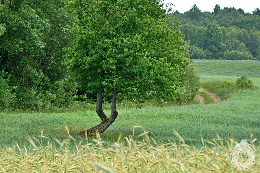 łąki i pola podkoszalińskie