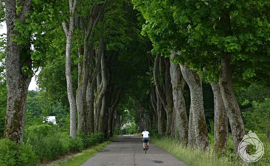 kolejny tunel z drzew