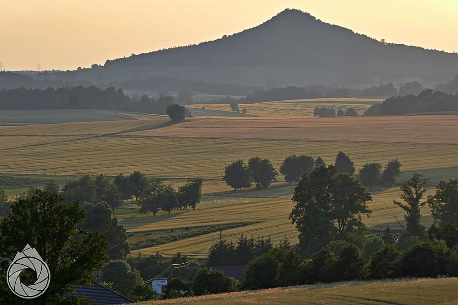 Ostryzca góruje nad polami