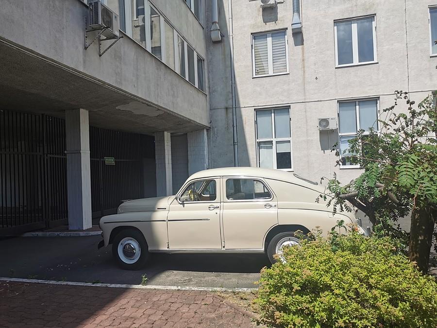 Warszawianka lewy profil