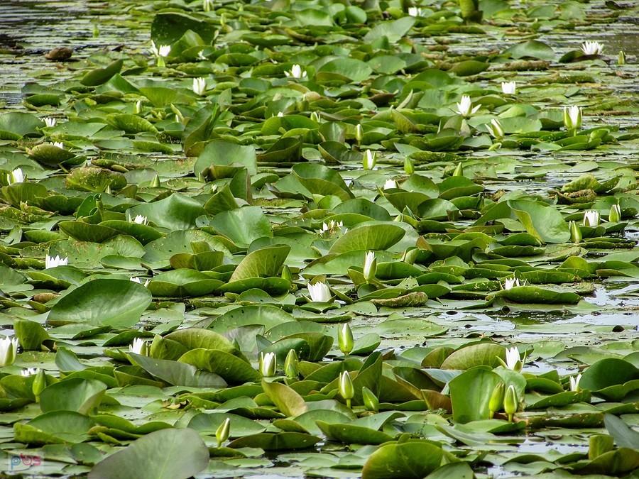 Plantacja nenufarów