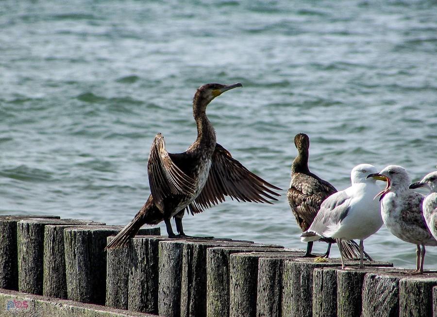 Kormoran się lansuje, mewie się chyba podoba