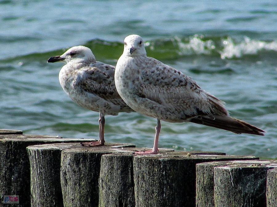 Cienkie nóżki