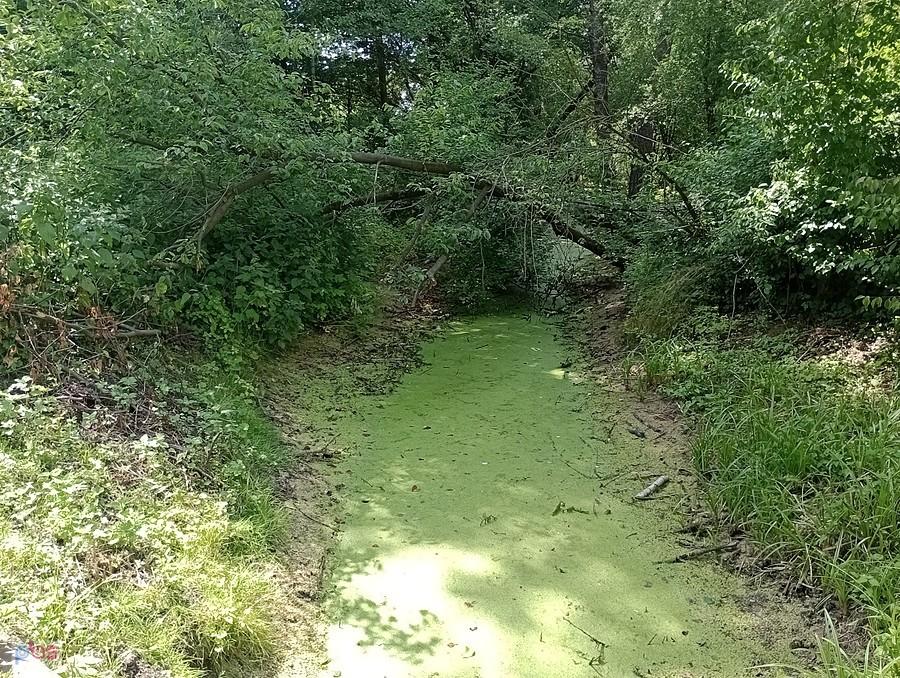 Rzęsa wodna