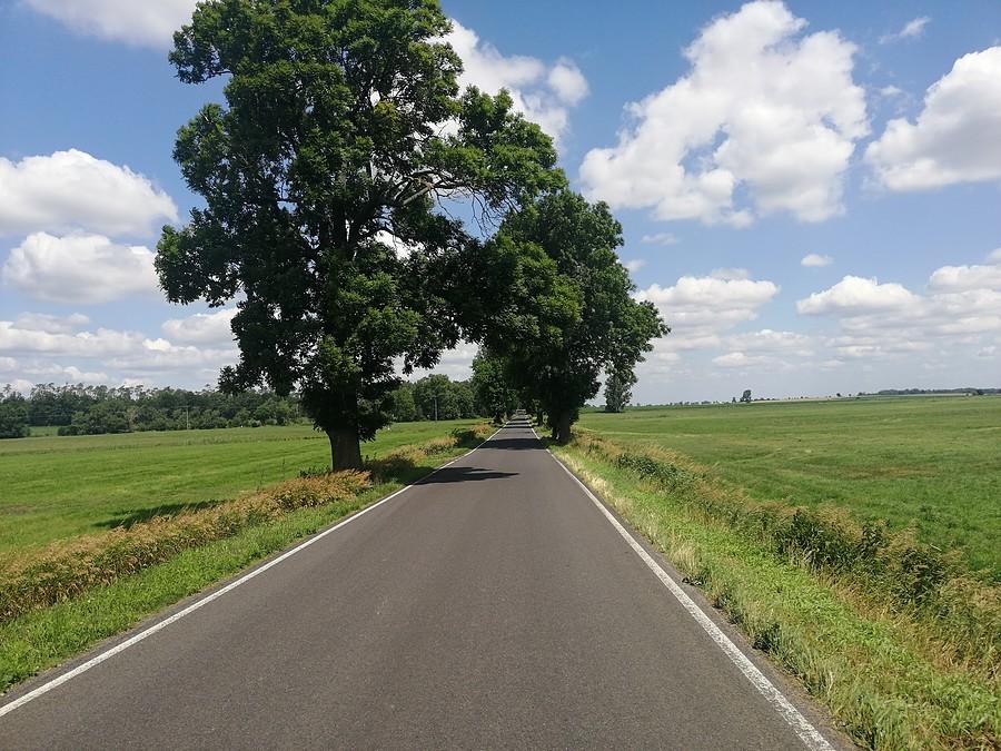 Niedźwiady.