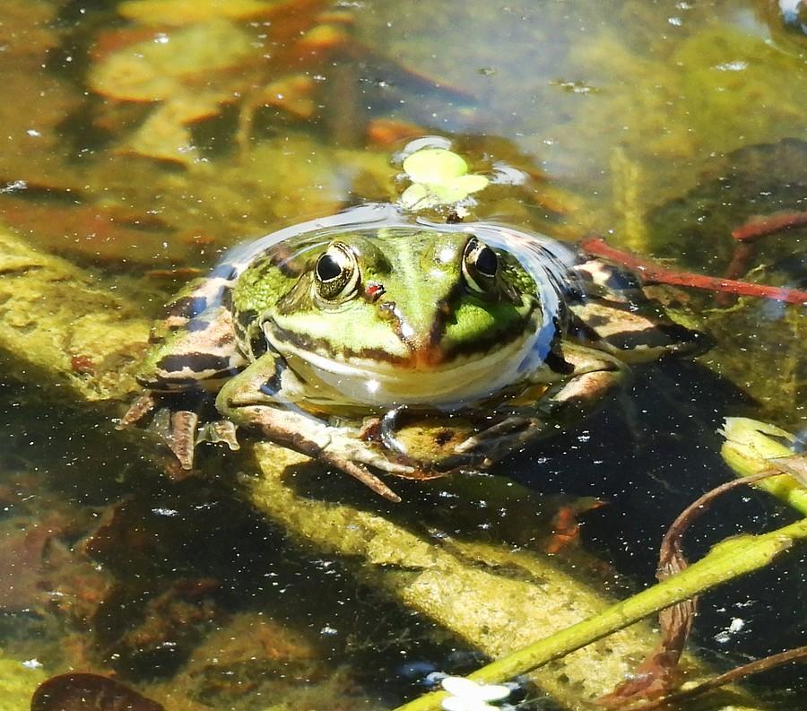 Żaba z serduszkiem na dłoni :)