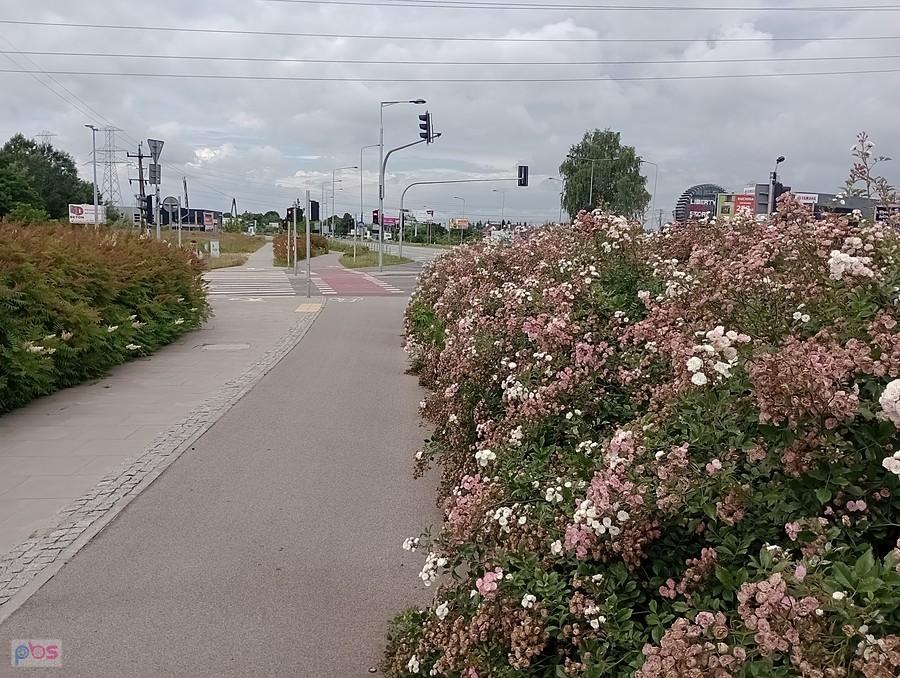 Kwitnące krzewy przy ddr na Połczyńskiej