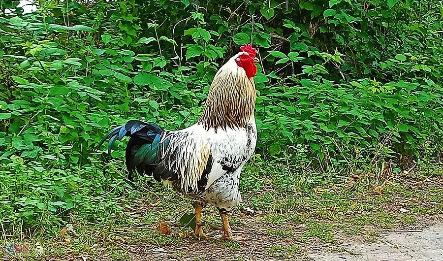 Kogut z Golkowic