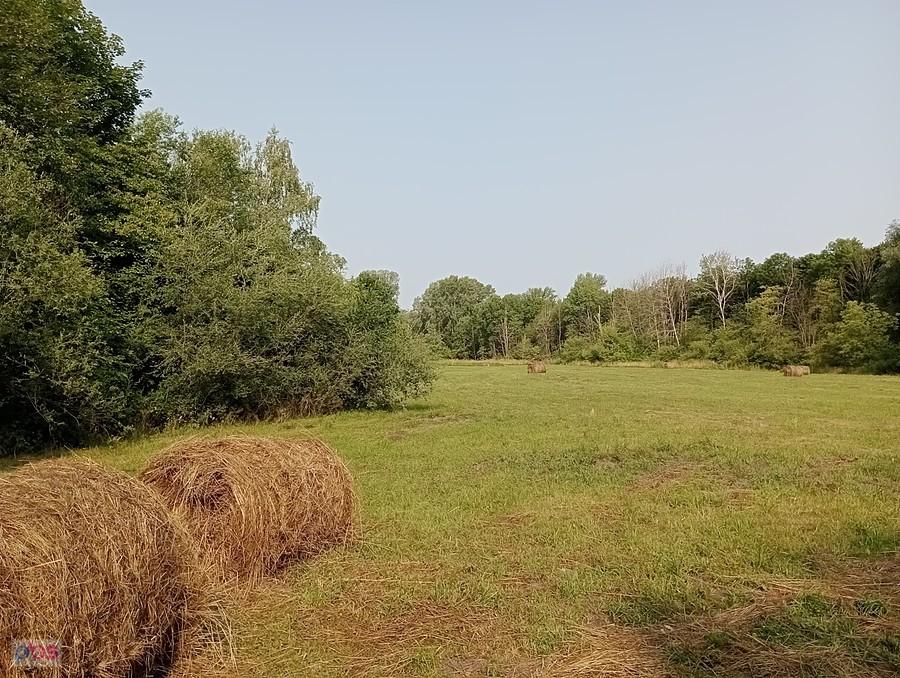 Łąka otoczona lasem